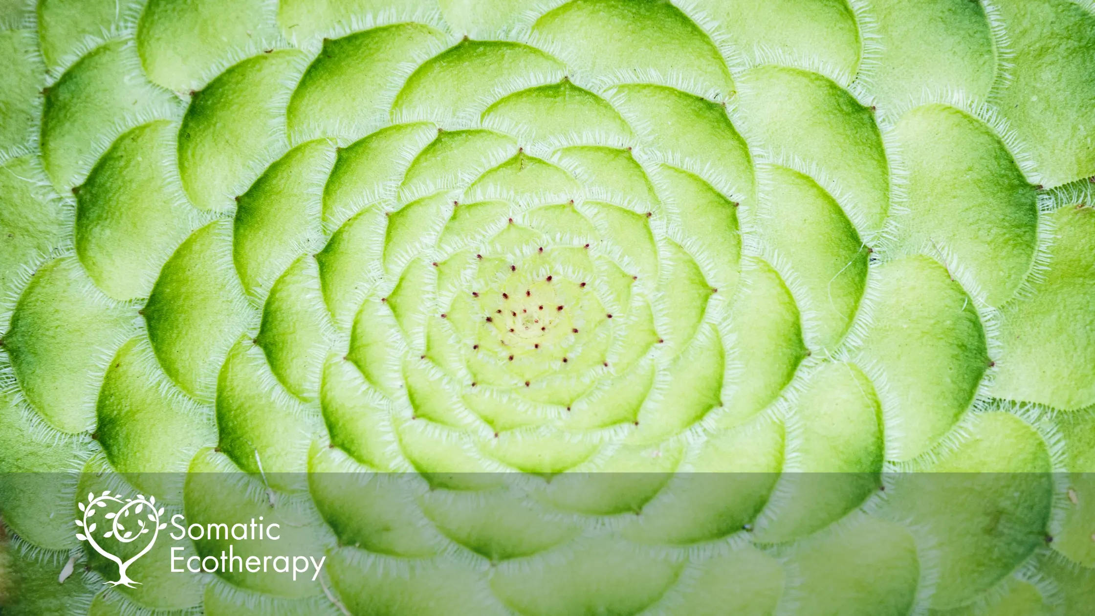 Natural green plant mandala with Somatic Ecotherapy logo overlay.