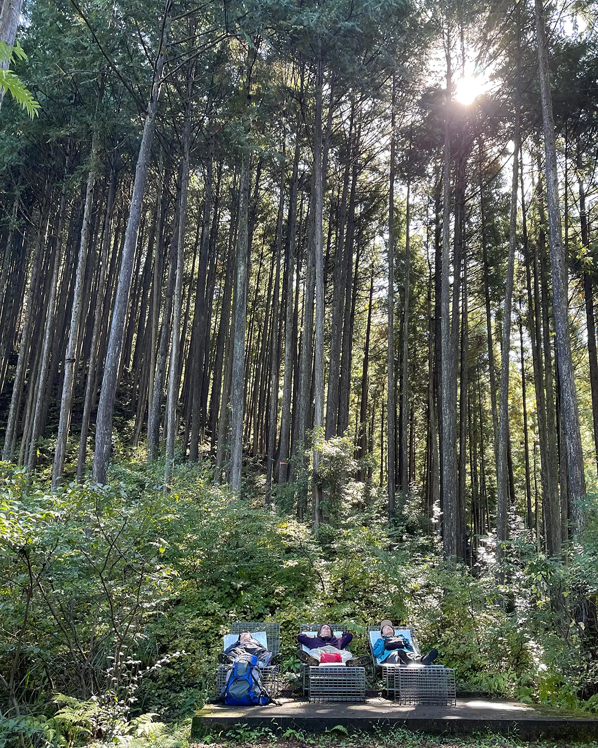A small group of people on a forest trail, performing a forest therapy & bathing exercise