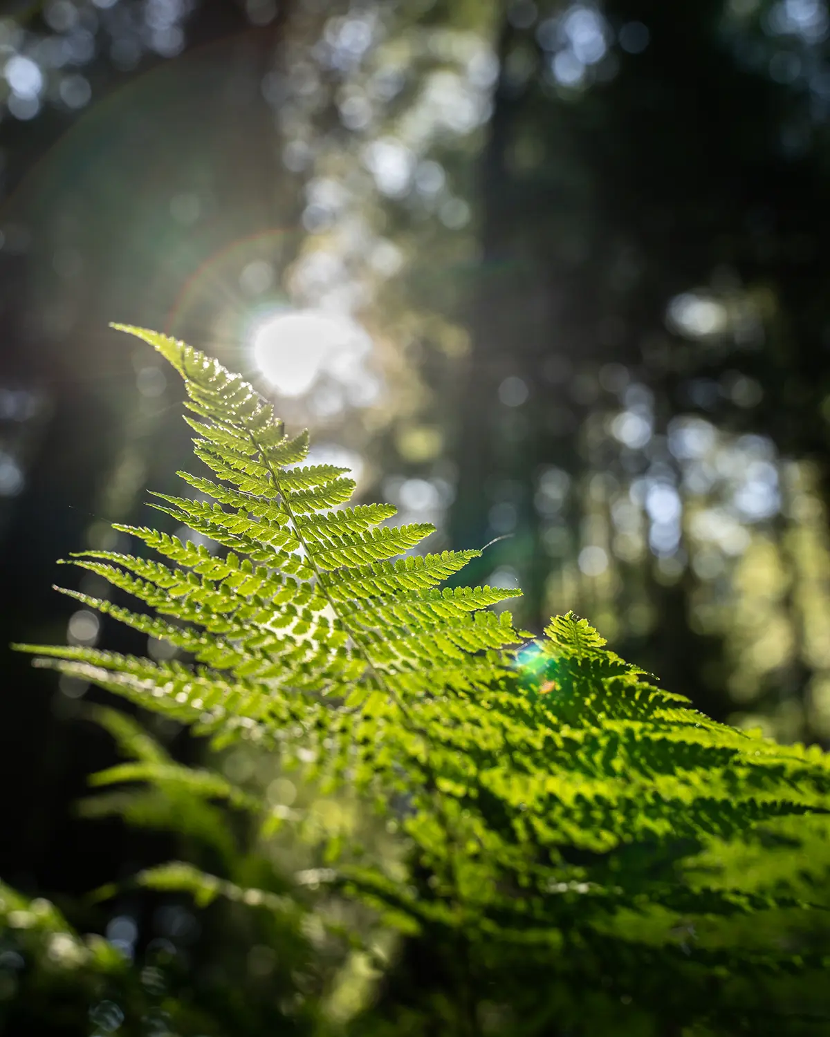 Close-up look of a fern off of a trail.